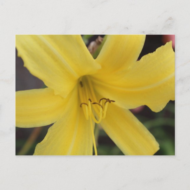 Yellow Day Lily # 2 Postcard (Front)