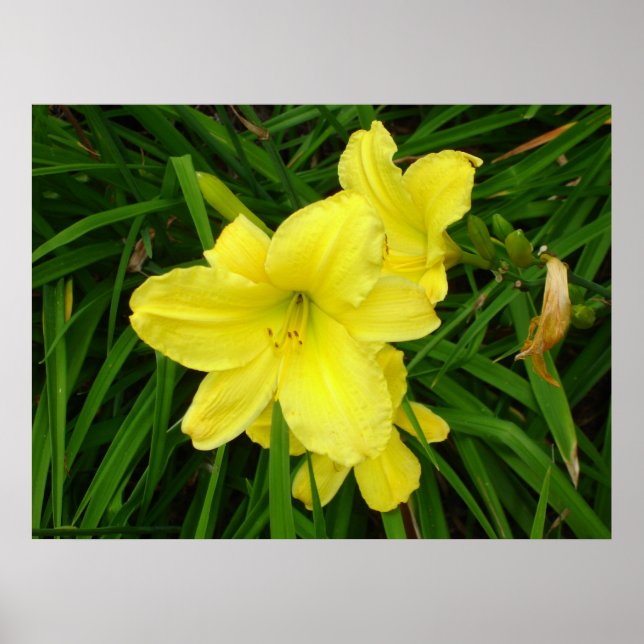 Yellow Daylilies Poster (Front)