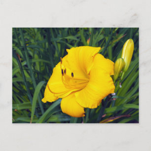 Yellow Daylily 13 Blank Postcard