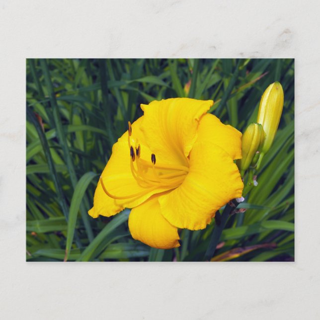 Yellow Daylily 13 Blank Postcard (Front)