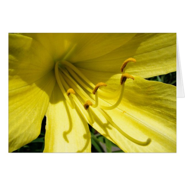 Yellow Daylily Card (Front Horizontal)
