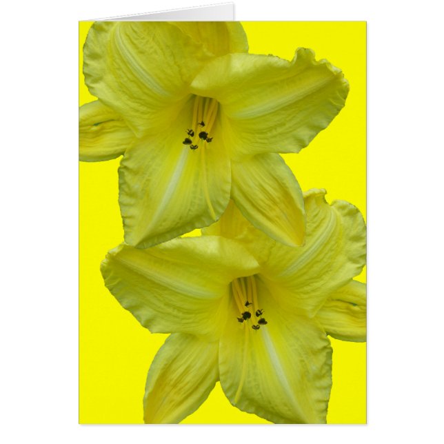 Yellow Daylily Coordinating Items (Front)