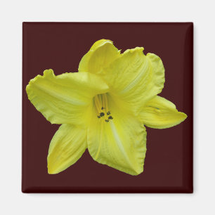 Yellow Daylily Coordinating Items Magnet
