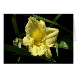 Yellow Daylily Flower Hemerocallis