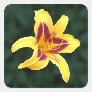 Yellow Daylily Flower with Red, Hemerocallis: Square Sticker