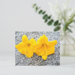 yellow daylily flowers in full bloom  postcard