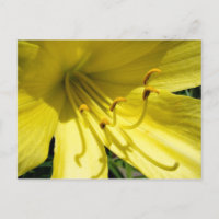 Yellow Daylily Postcard