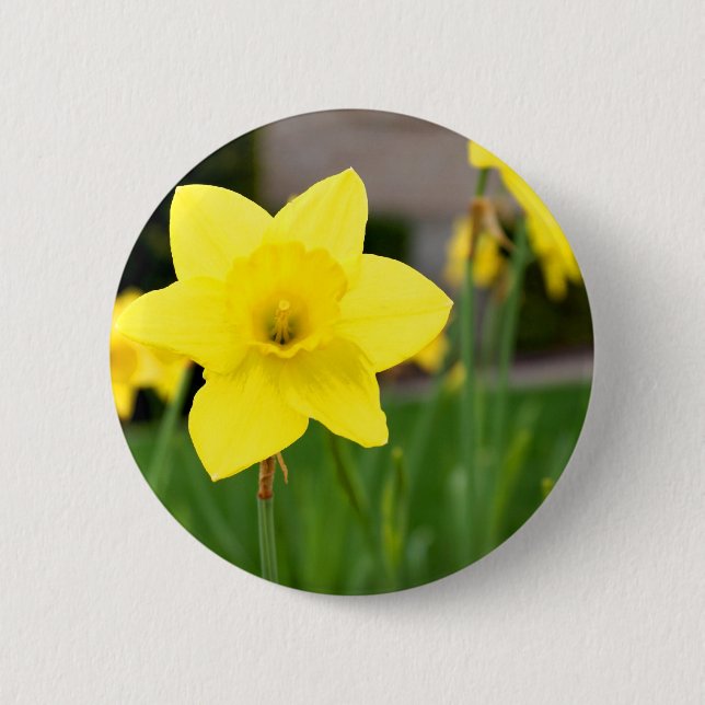 Yellow Delight-Spring Daffodil 2 Inch Round Button (Front)