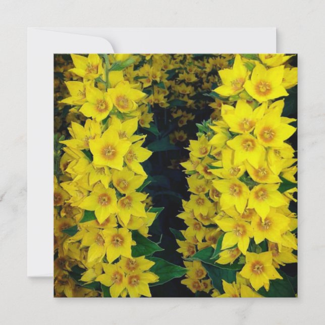 Yellow Delphinium Silk Flower Blank Card (Front)