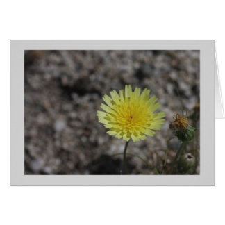 Yellow desert wildflower