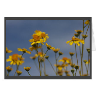Yellow desert wildflower