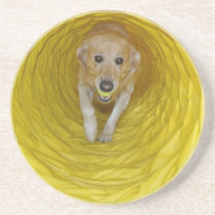 Yellow dog in Yellow tunnel with Yellow ball Coaster