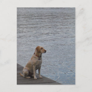 Yellow dog on dock postcard