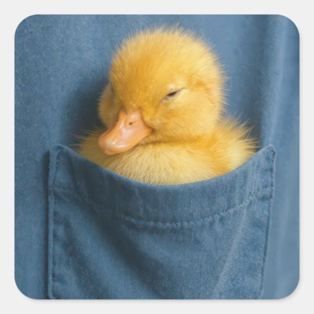 Yellow Duckling In a T-shirt Pocket Square Sticker (Front)