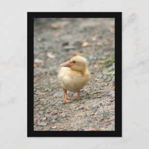Yellow Duckling postcard