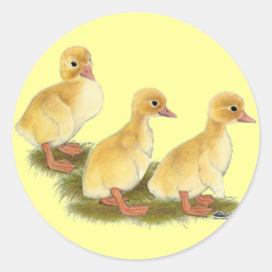 Yellow Ducklings Classic Round Sticker