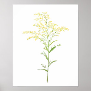 yellow early goldenrod watercolor painting poster