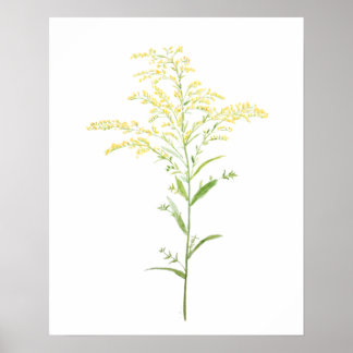 yellow early goldenrod watercolor painting poster
