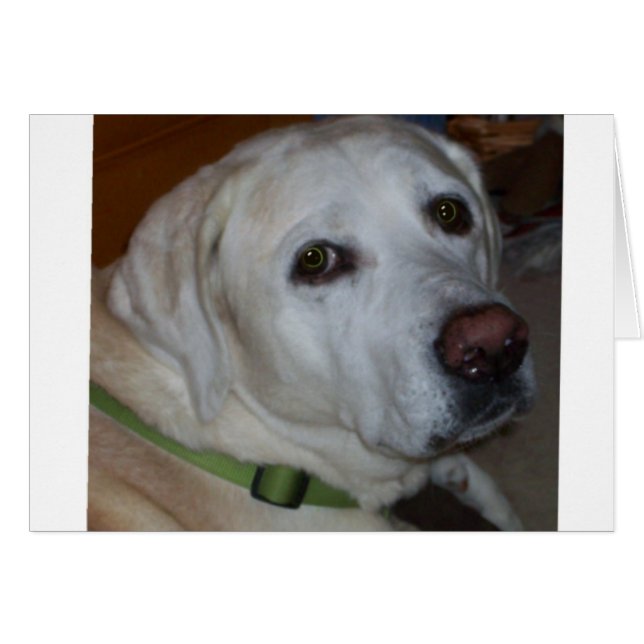 YELLOW ENGLISH LAB (Front Horizontal)