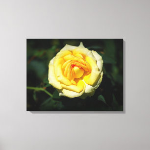Yellow English Rose Canvas Print