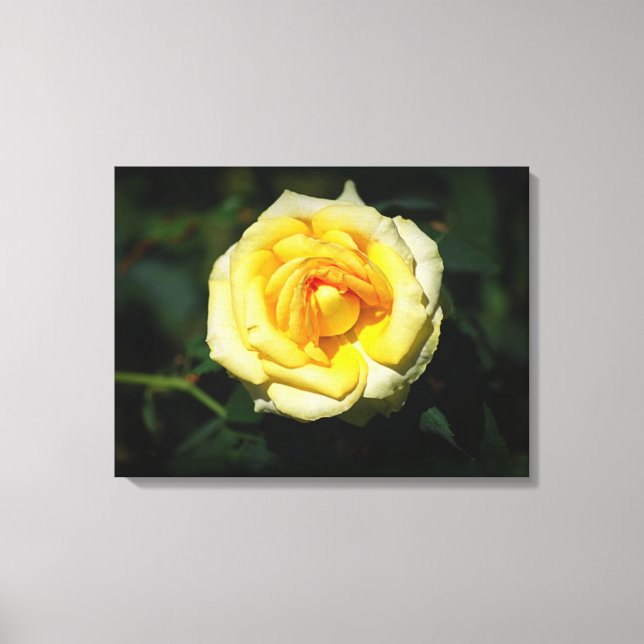 Yellow English Rose Canvas Print (Front)