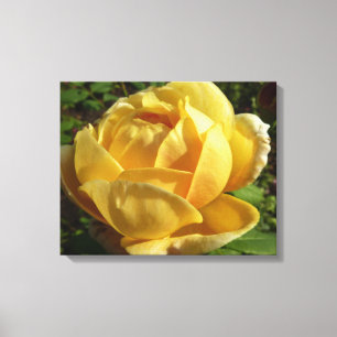 Yellow English Rose Canvas Print