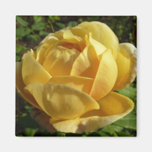 Yellow English Rose Magnet