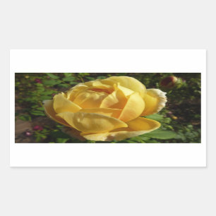 Yellow English Rose Sticker