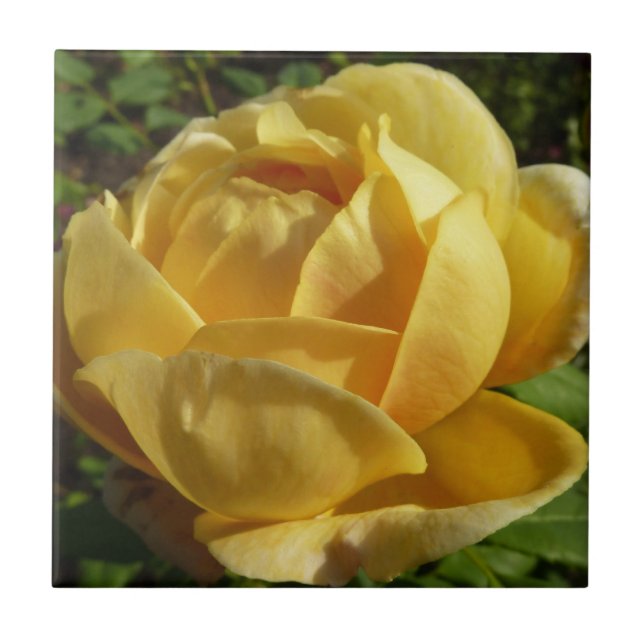 Yellow English Rose Tile (Front)