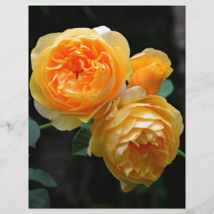 Yellow English Roses