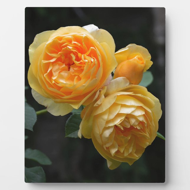 Yellow English Roses Plaque (Front)