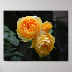 Yellow English Roses Poster
