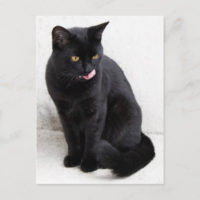 Yellow-eyed, black cat licking his lips postcard (Front)