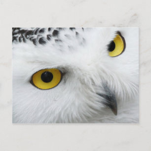 Yellow-eyed Snowy Owl Postcard