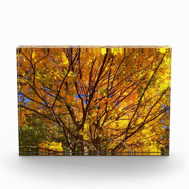 Yellow Fall Foliage Photo Block (Front)