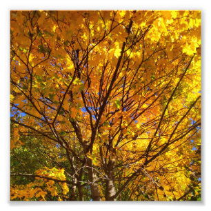 Yellow Fall Foliage Photo Print