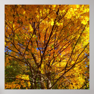 Yellow Fall Foliage Poster