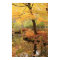 Yellow Fall Folliage over a quiet forest stream
