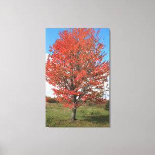 Yellow fall maple tree landscape picture canvas print
