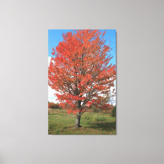 Yellow fall maple tree landscape picture canvas print (Front)