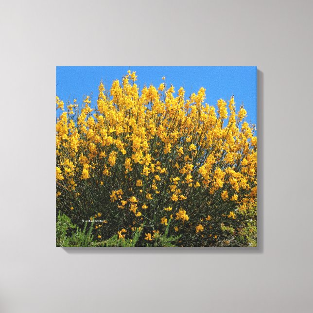 Yellow False Indigo / Wild Indigo / Horseflyweed Canvas Print (Front)