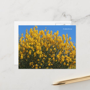 Yellow False Indigo Wild Indigo Horseflyweed Postcard