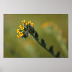 yellow fellow poster