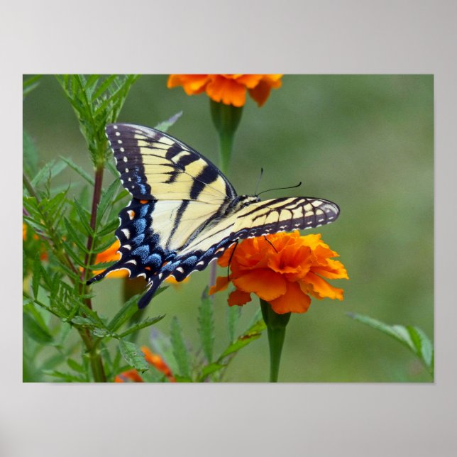 Yellow female Eastern Tiger Swallowtail Poster (Front)