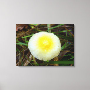 Yellow Field Cap Mushroom Canvas Print