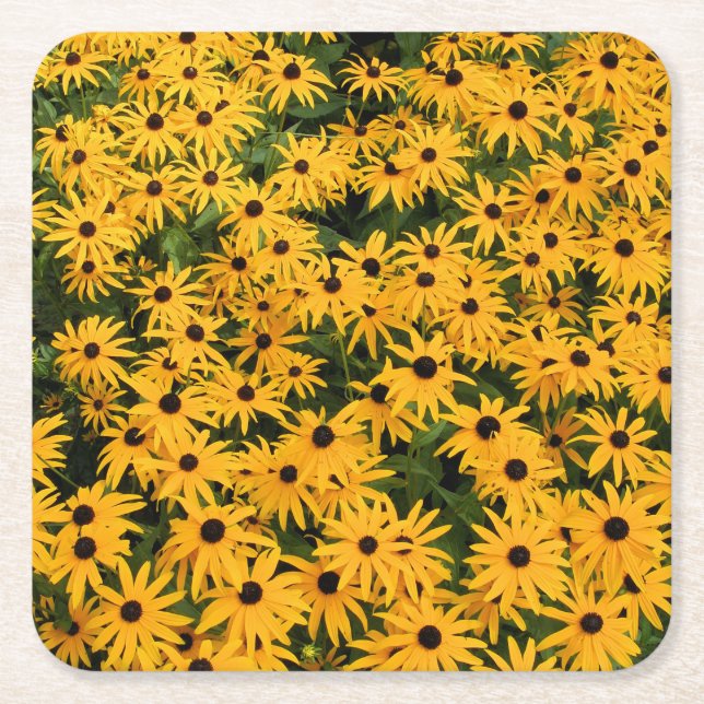 Yellow Field of Daisies - Flower - Coaster (Front)