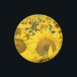 Yellow Field of Sunflowers Photograph Magnet<br><div class="desc">A magnet with a beautiful photograph of a field of yellow sunflowers.</div>