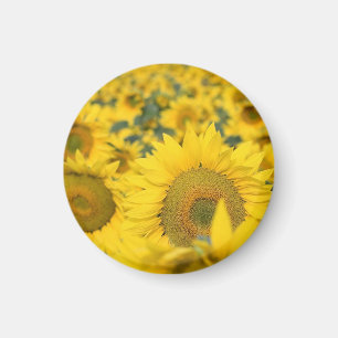 Yellow Field of Sunflowers Photograph Magnet