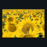 Yellow Field of Sunflowers Photograph Poster<br><div class="desc">Poster with a beautiful photograph of a field of yellow sunflowers.</div>