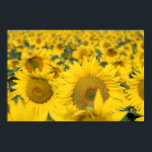 Yellow Field of Sunflowers Photograph Poster<br><div class="desc">Poster with a beautiful photograph of a field of yellow sunflowers.</div>